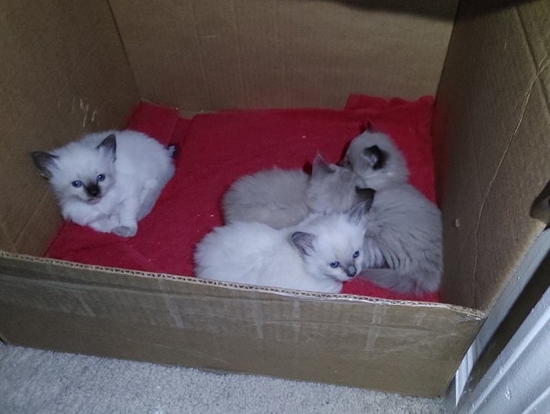 Kittens2-20210410.jpg Kittens2-20210410.jpg