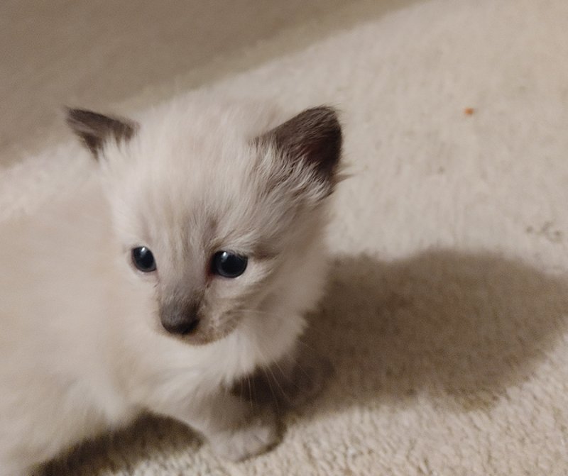 Kittens3.jpg Kittens3.jpg