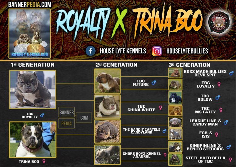 TRINA X ROYALTY BOO HLK.jpg