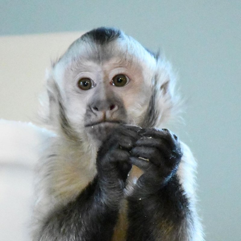 kiala_capuchin-___CL4UEGxAVMr___-2.jpg