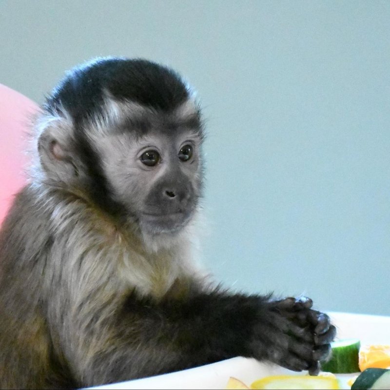 kiala_capuchin-___CL4UEGxAVMr___-1.jpg