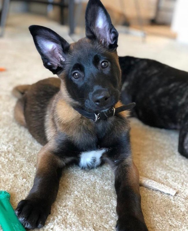 Belgian Malinois Daisy 2.jpeg