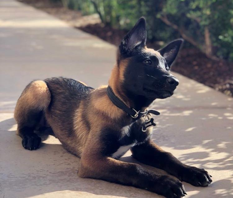 Belgian Malinois Daisy 3.jpeg