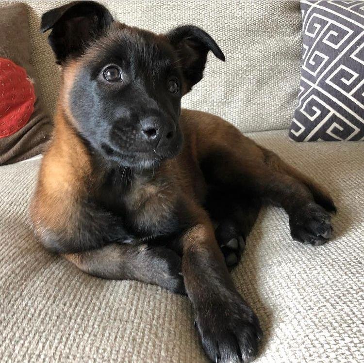 Belgian Malinois Daisy 4.jpeg
