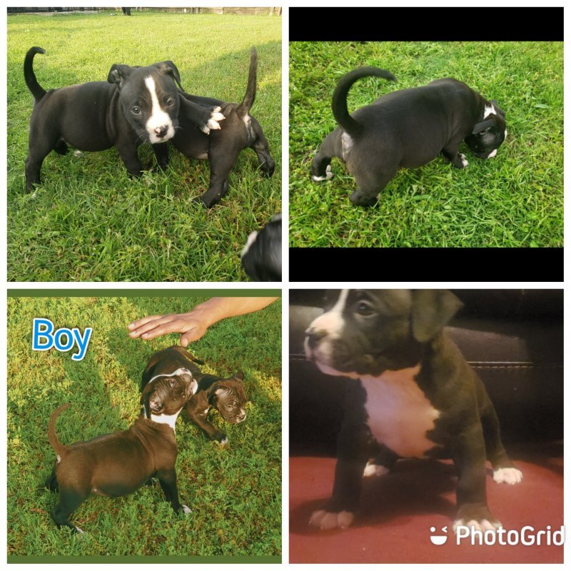 PhotoGrid_Plus_1620591857995.jpg