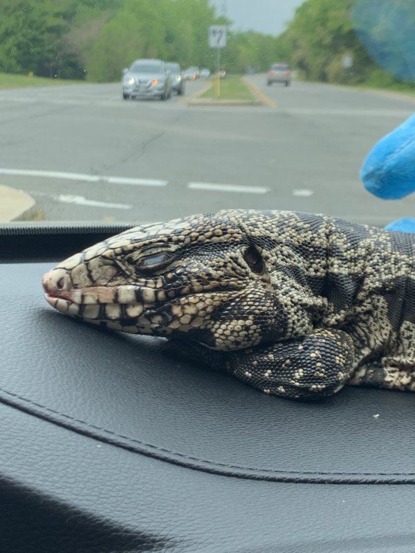 Tegu Lizard for Sale
