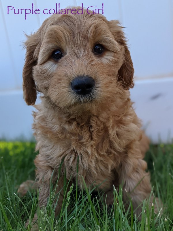 purple girl 7 weeks words.jpeg