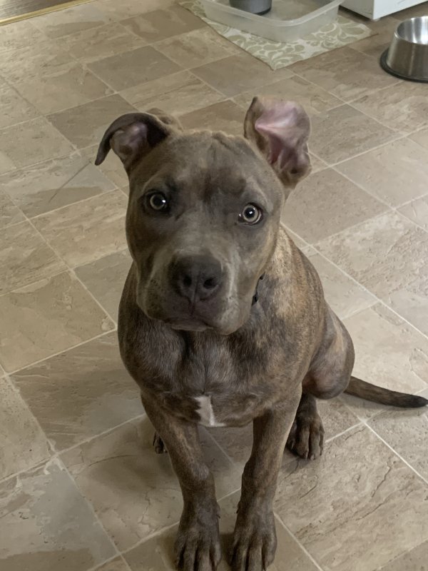 Brindle Pitbull Dogs For Sale Photos All