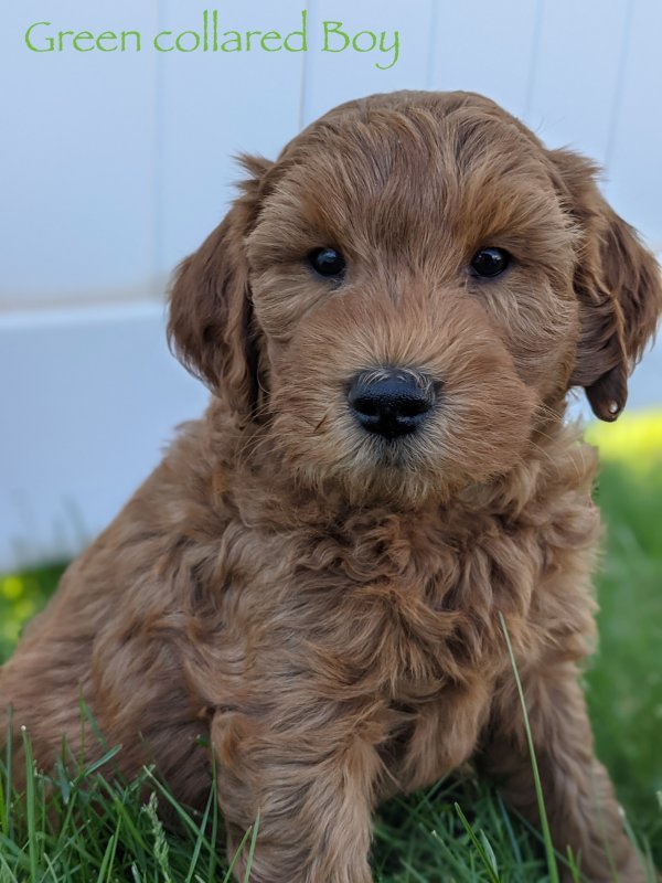 Green boy 7 weeks words.jpeg