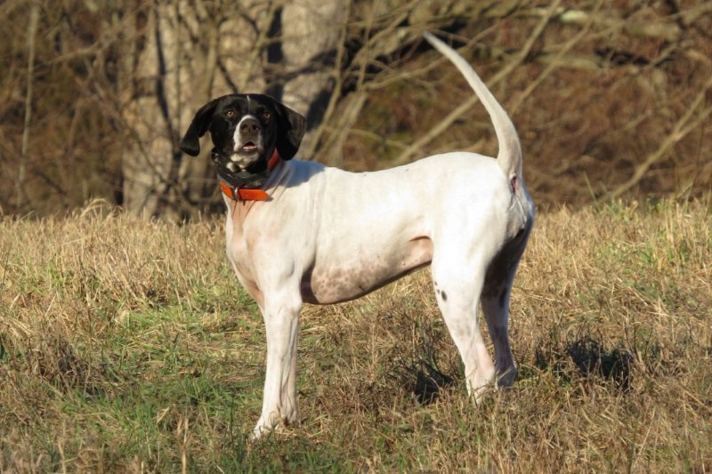 Scout (Medium).jpg