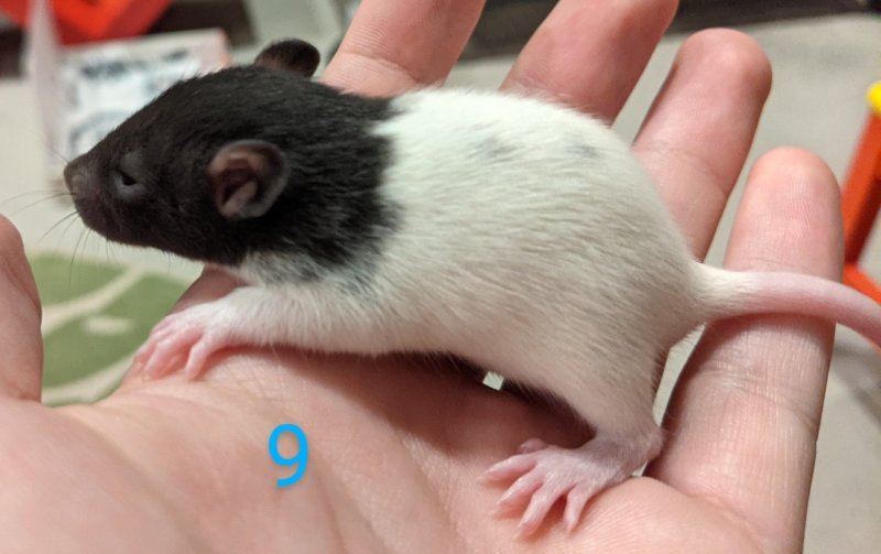 Fancy Rat Pups for Sale Born on April 19th