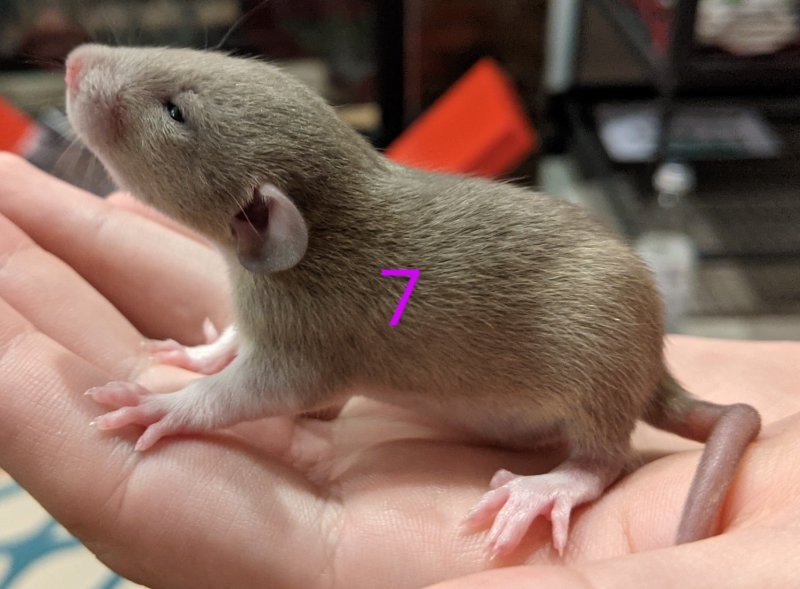 Fancy Rat Pups for Sale Born on April 19th