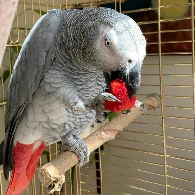 African grey parrots for sale_.jpg