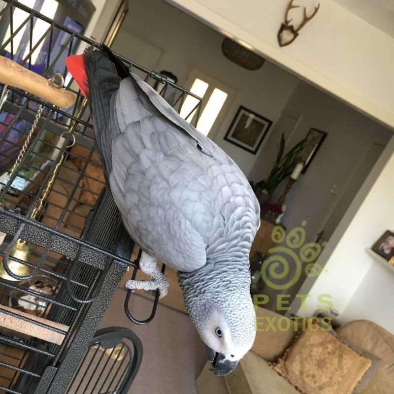 African Grey Parrots.jpg