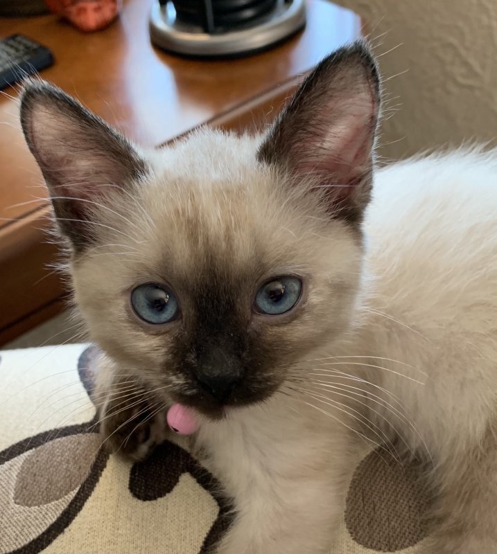 Female Siamese Seal Point Kitten for Sale 16 Weeks Old Alton, IL