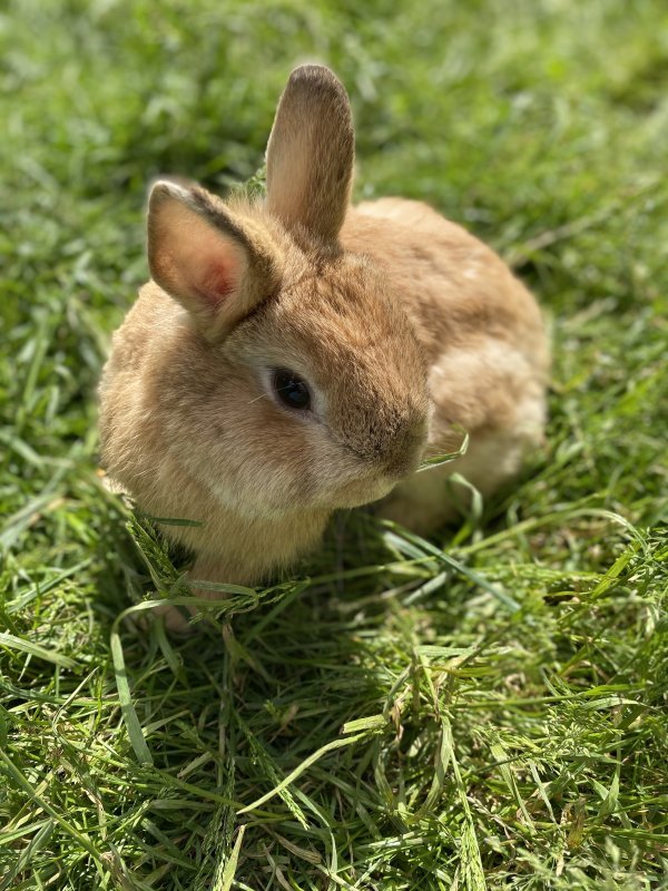 Netherland Dwarf Bunnies