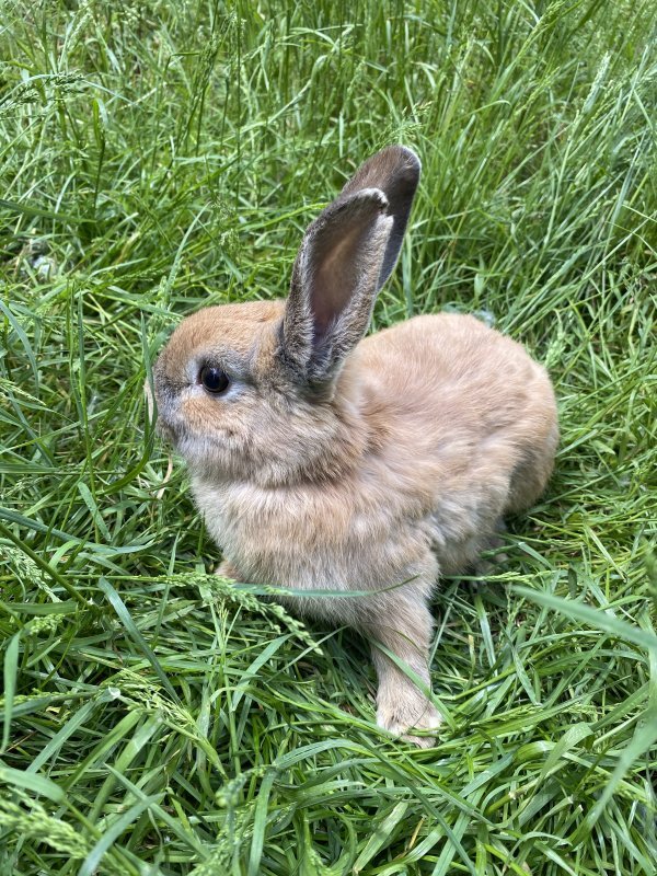 Netherland Dwarf Bunnies