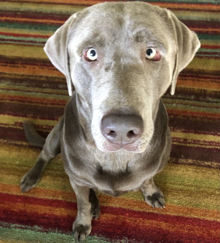 AKC Silver Male Lab