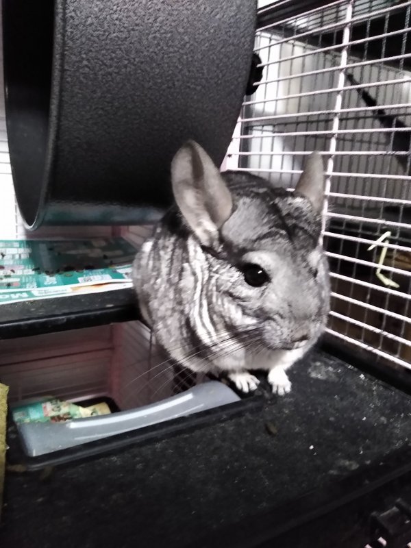 Female Chinchilla for Sale