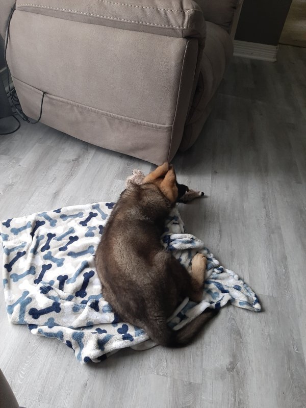 Stryker at 11 weeks.jpg