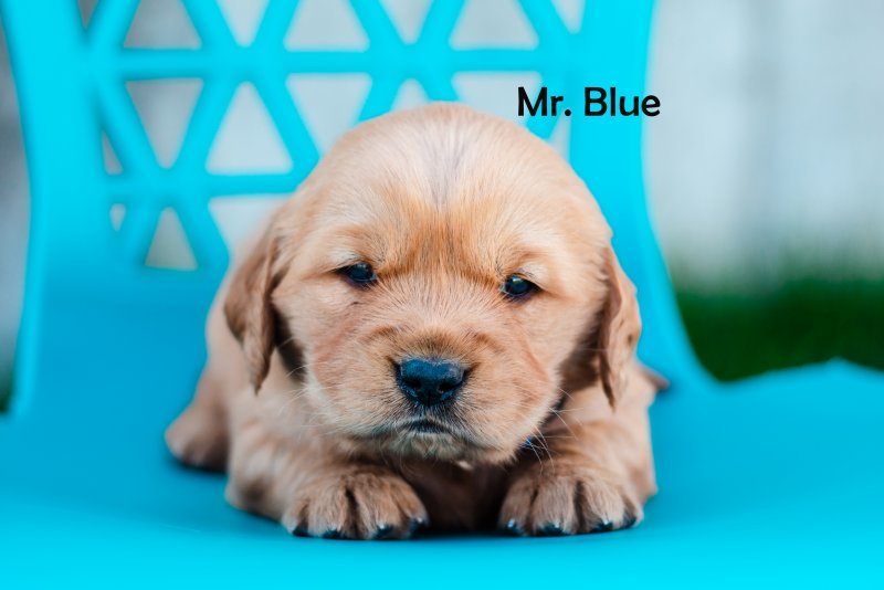 mr blue.jpg