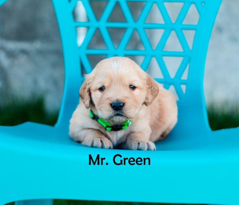 mr. green.jpg