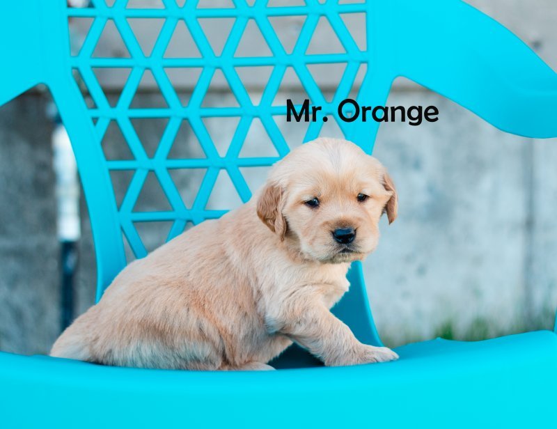 mr. orange.jpg
