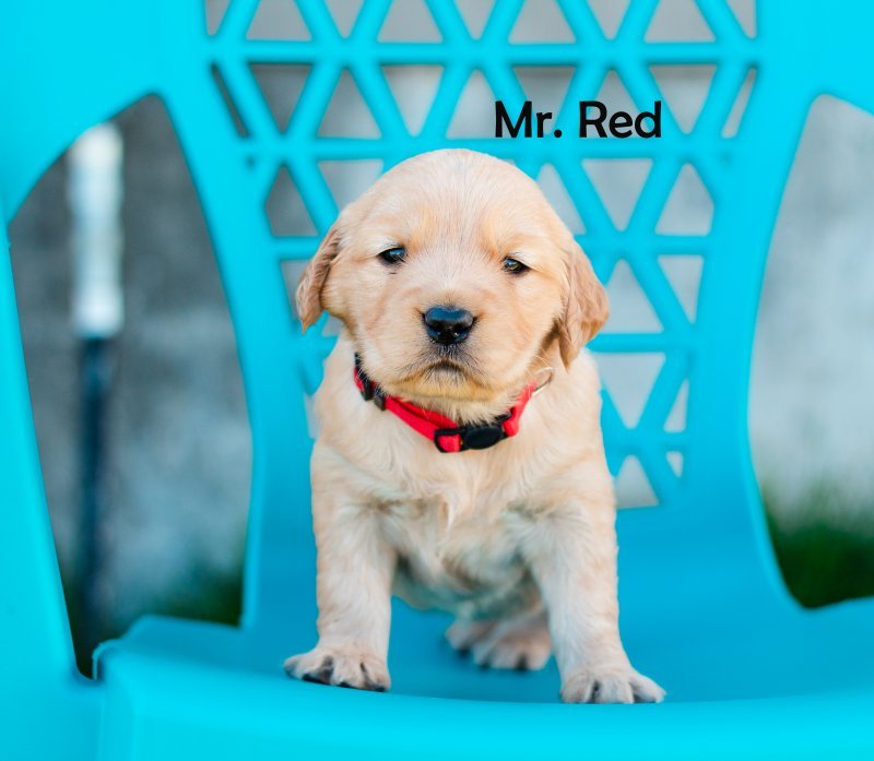 mr. red.jpg