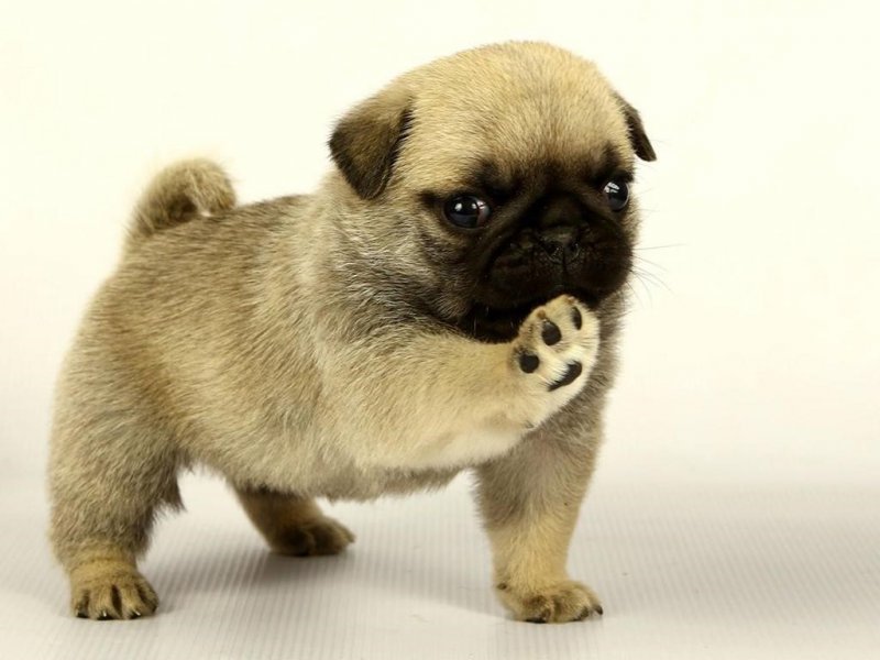 puggy.jpg