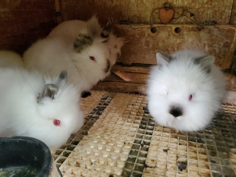 New babies.jpg