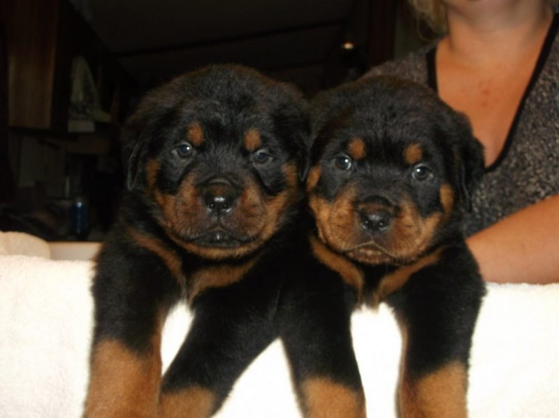 OUR PUPS -1.jpg