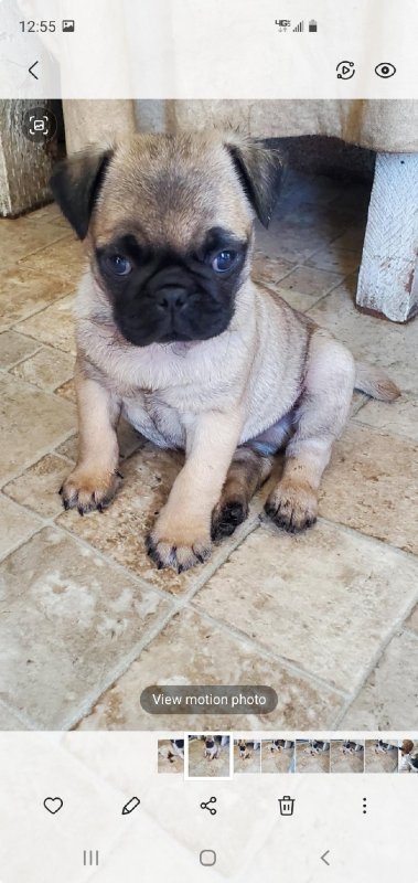 Pug 1.jpg