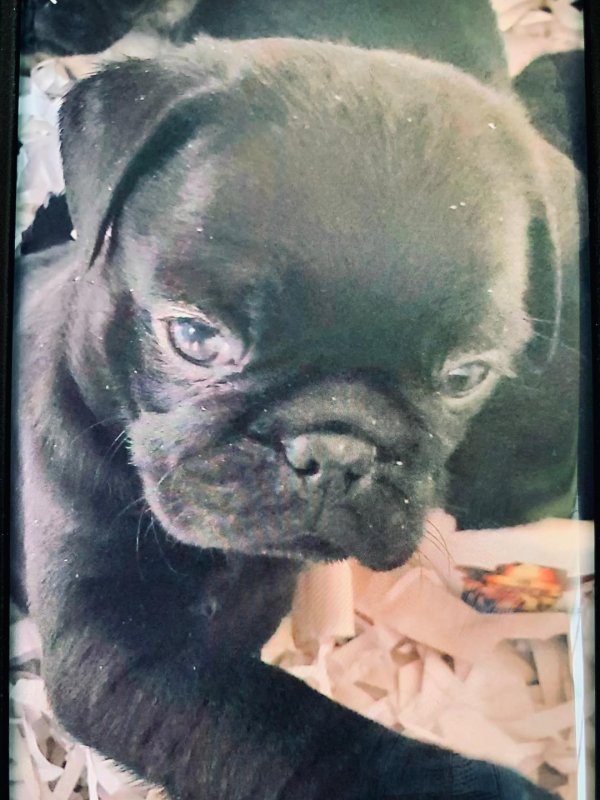 pug3.jpg