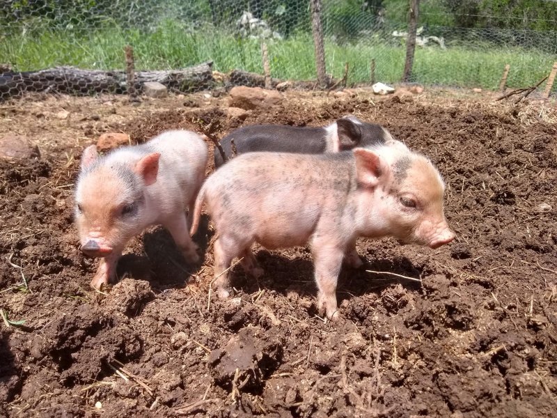 Mini Potbelly Piglets for Sale!