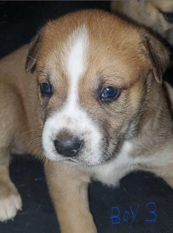 Pitsky Puppies for Sale