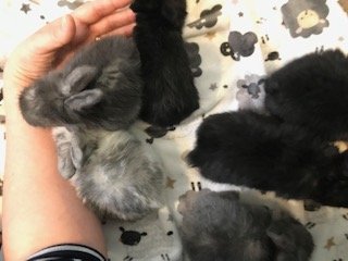 bunny 8.jpg
