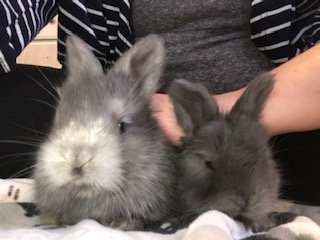 bunny 6.jpg