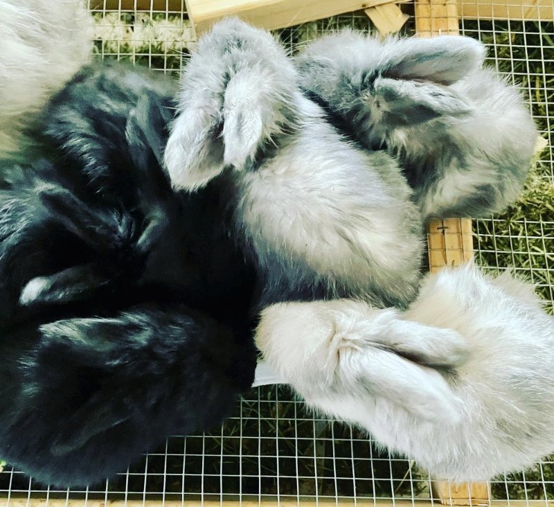 bunnies 12.jpg