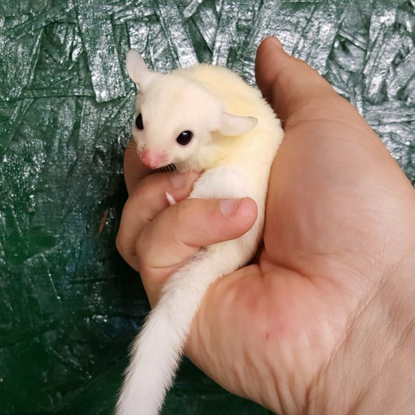 Sugar Gliders on Sale Now Delivery Available