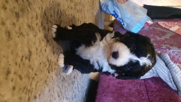 3-male-1-female-aussiepoo-puppies-for-sale-60ae9c1005cec.jpg