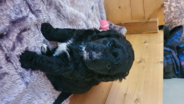 4-male-aussiepoo-puppies-for-sale-60a7fef90b09d.jpg