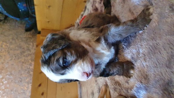 4-male-aussiepoo-puppies-for-sale-60a7ff08c5a4d.jpg