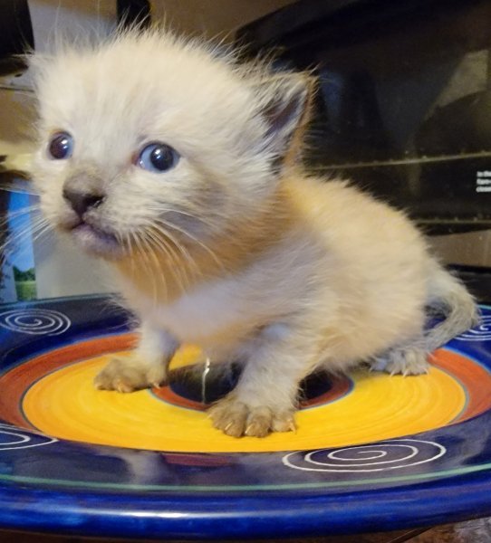 Maine Coon/Ragdoll Mix Kittens Available for Sale 350