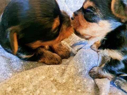mini-yorkshire-puppies-60d76473366ba.jpg
