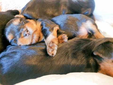 mini-yorkshire-puppies-60d76473aa698.jpg
