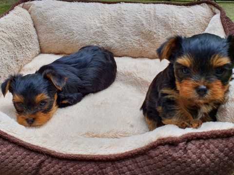 mini-yorkshire-puppies-60d7646f09cf5.jpg