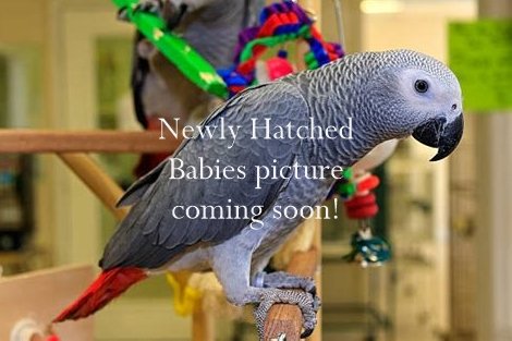 Baby Gray.jpg