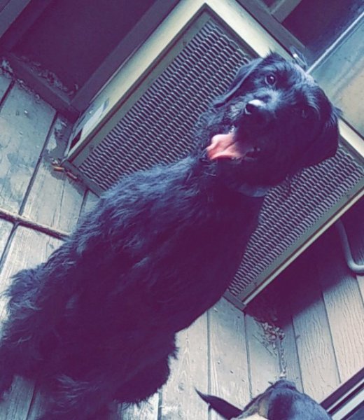 Giant Schnauzer Dog for Sale