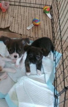 Puppies 7-10-19.jpg