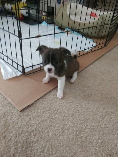 Puppies 7-10-19.jpg 3.jpg
